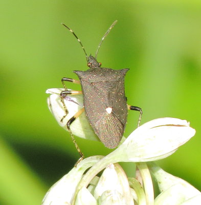 Black Stink Bug