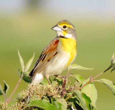 Dickcissel