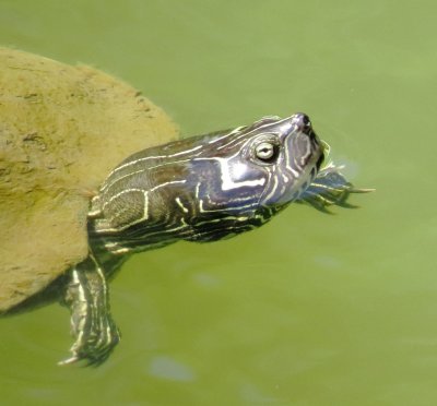 Mississippi Map Turtle