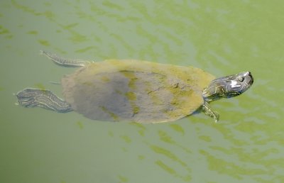 Mississippi Map Turtle