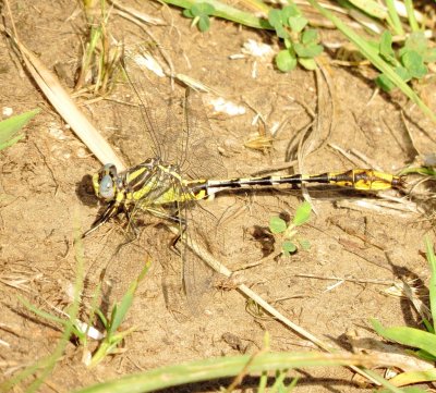 Sulphur-Tipped Clubtail