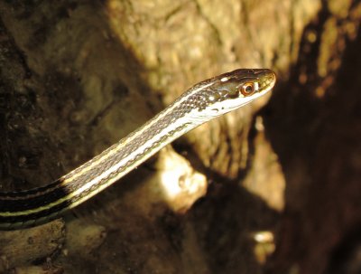 Western Ribbon Snake