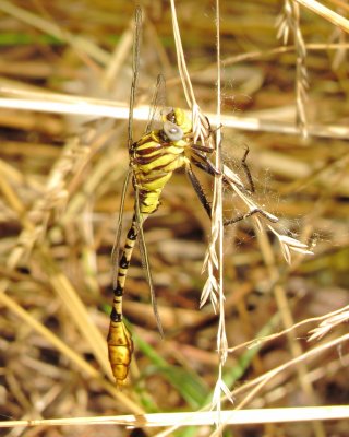 Flag-Tailed Spinyleg