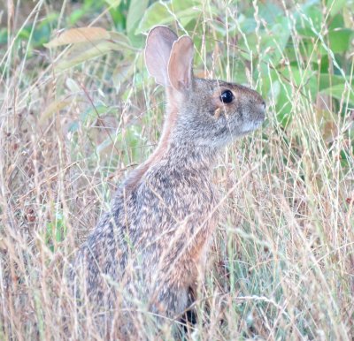 Swamp Rabbit