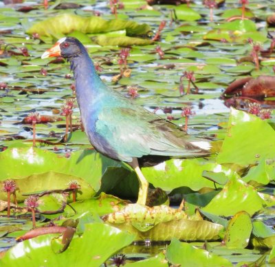 Purple Gallinule