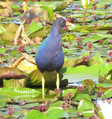 Purple Gallinule