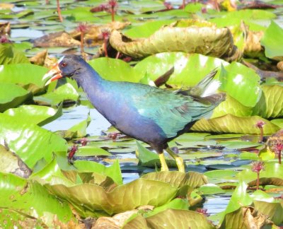 Purple Gallinule