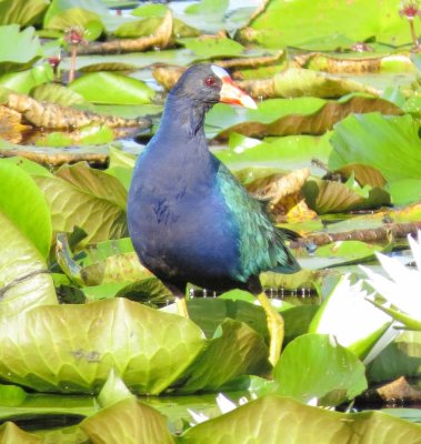 Purple Gallinule
