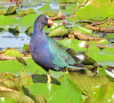 Purple Gallinule