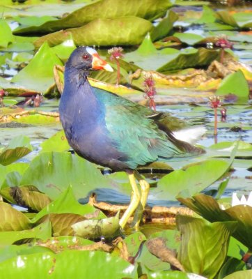Purple Gallinule