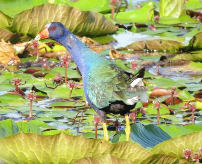 Purple Gallinule