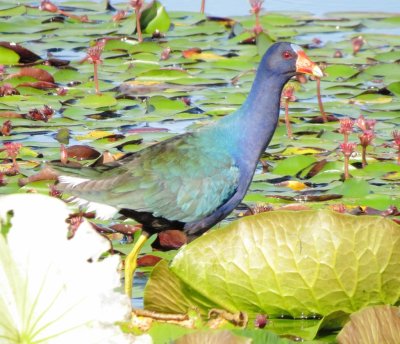 Purple Gallinule