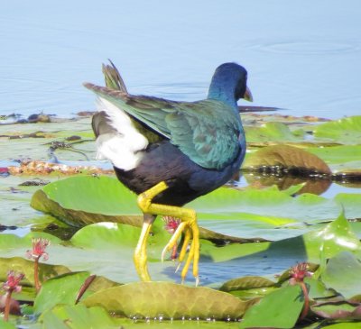 Purple Gallinule
