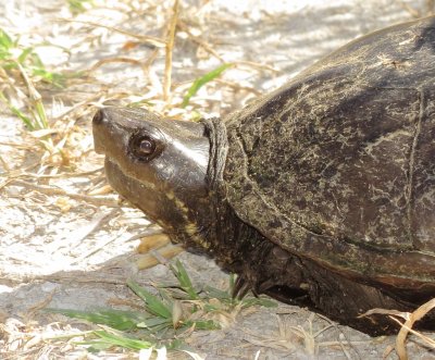 Eastern Mud Turtle