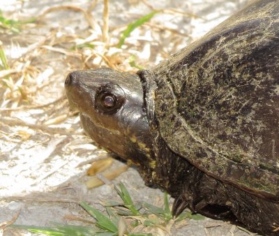 Eastern Mud Turtle