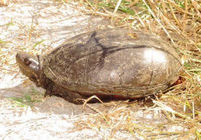 Eastern Mud Turtle