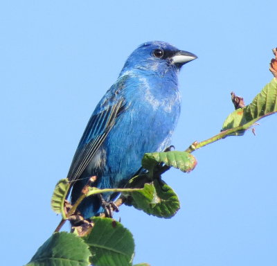 Indigo Bunting