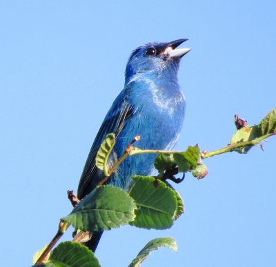 Indigo Bunting