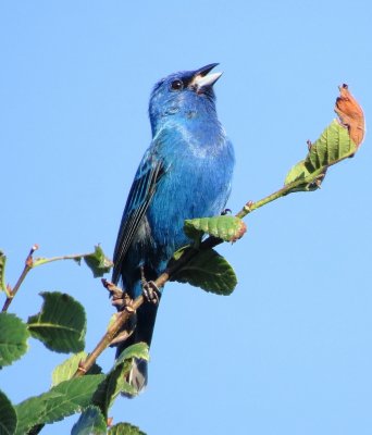Indigo Bunting