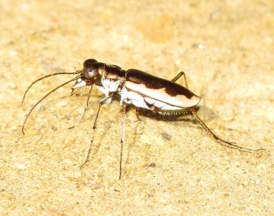 Cream-Edged Tiger Beetle