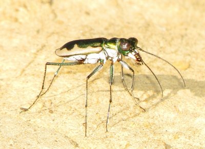 Cream-Edged Tiger Beetle