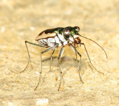 Cream-Edged Tiger Beetle