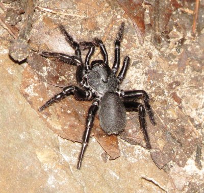 Trapdoor Spider Species