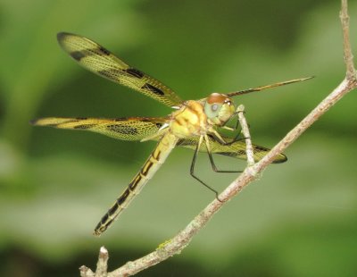 Halloween Pennant