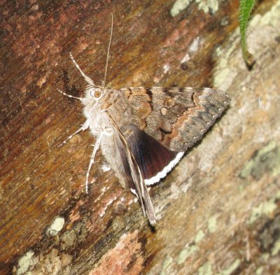 Epione Underwing