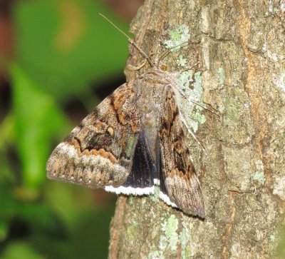 Epione Underwing