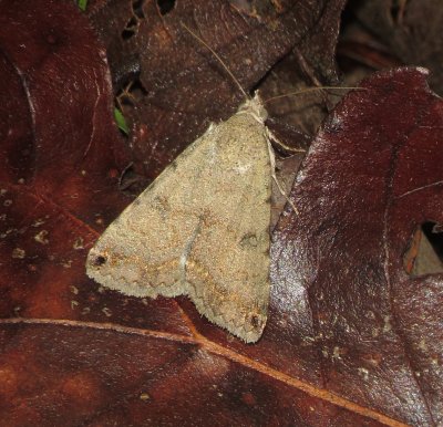 Deduced Graphic Moth