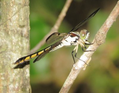 Great Blue Skimmer