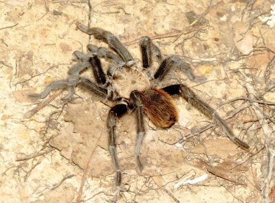 Texas Brown Tarantula