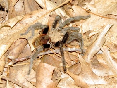 Texas Brown Tarantula