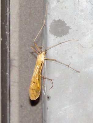 Hanging Fly Species