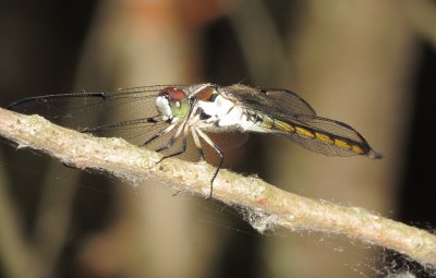 Great Blue Skimmer