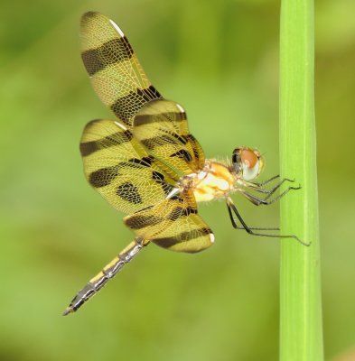 Halloween Pennant