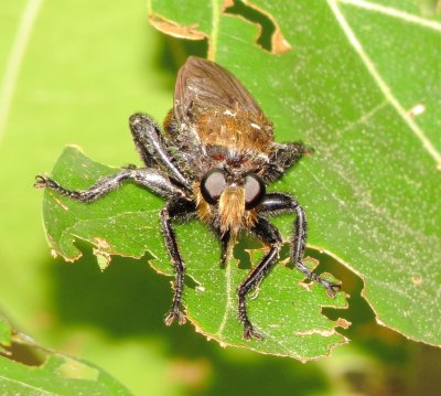 Bee-Like Robber Fly Species