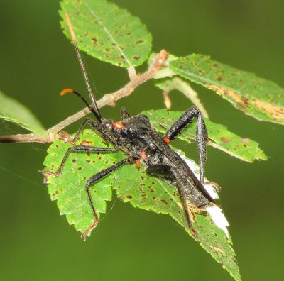 Acanthocephala Terminalis