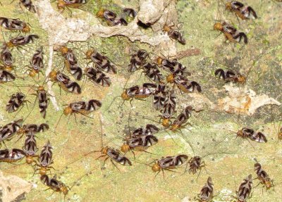 Suborder Psocomorpha