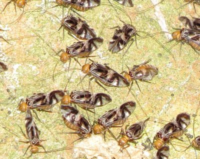 Suborder Psocomorpha