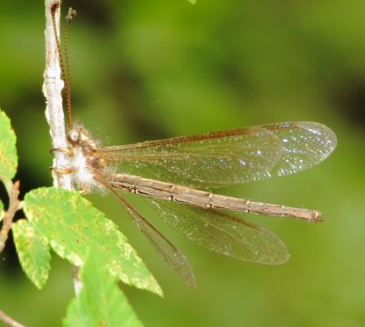 Ascaloptynx appendiculata