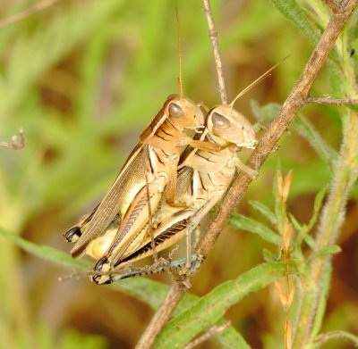 Two-Striped Grasshopper
