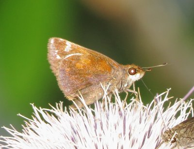 Zabulon Skipper