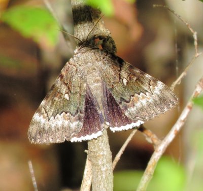 Epione Underwing Moth