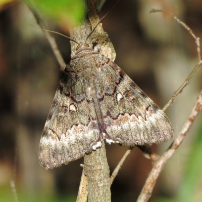 Epione Underwing Moth