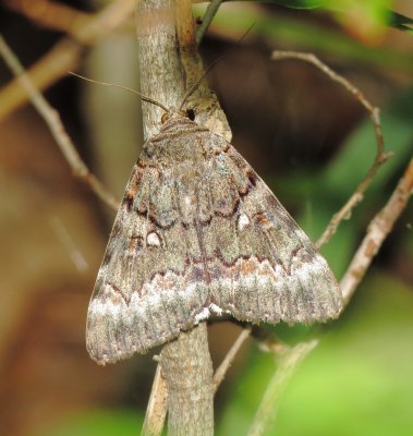 Epione Underwing Moth