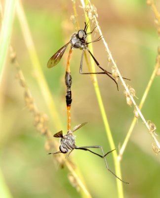 Genus Systropus