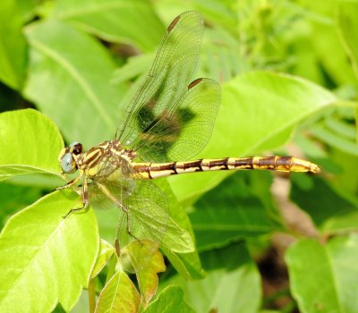 Sulphur-Tipped Clubtail