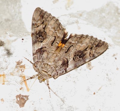Penitent Underwing Moth